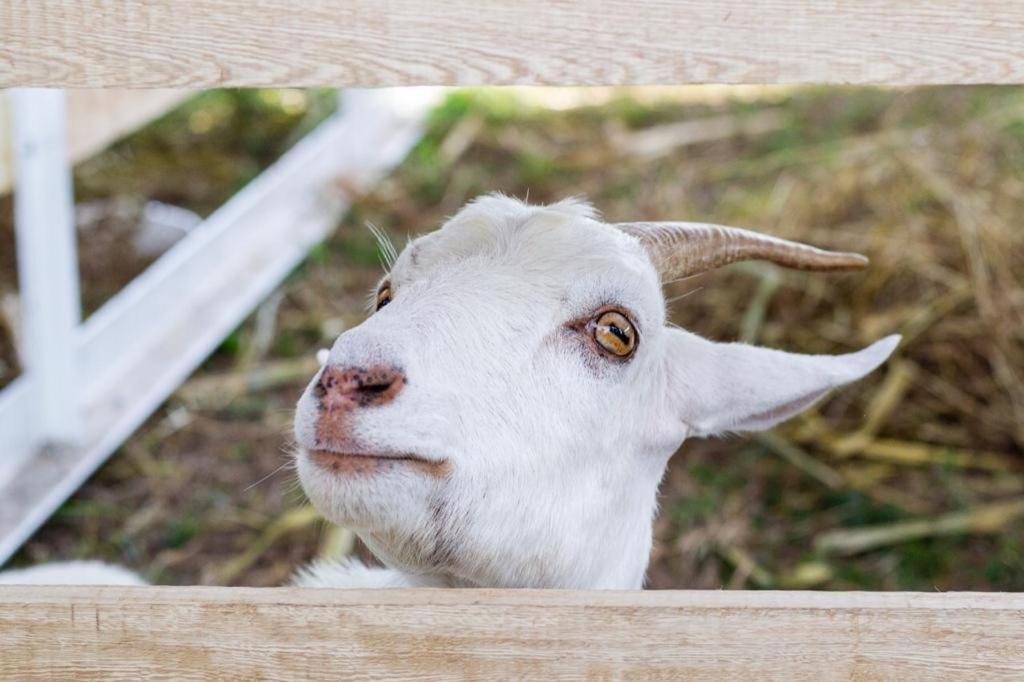 Hotel - Granja De Animales San Basilio De Palenque San Basilio del Palenque Kültér fotó