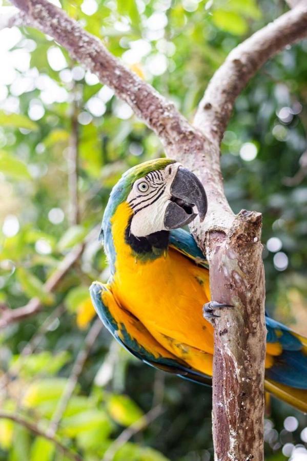 Hotel - Granja De Animales San Basilio De Palenque San Basilio del Palenque Kültér fotó