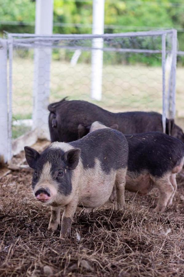 Hotel - Granja De Animales San Basilio De Palenque San Basilio del Palenque Kültér fotó