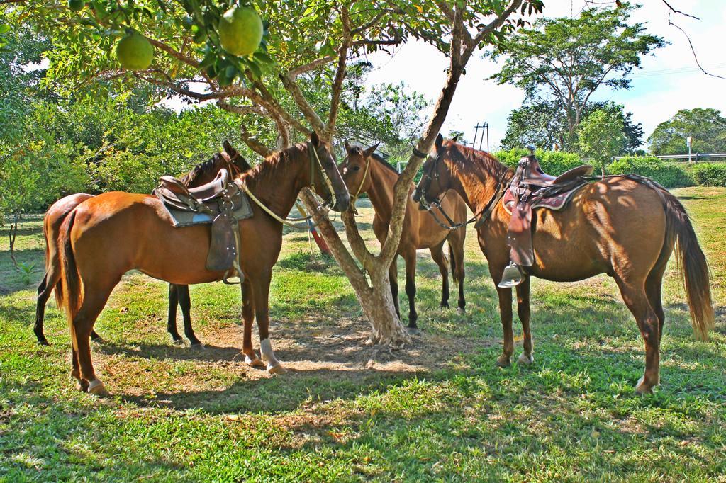 Hotel - Granja De Animales San Basilio De Palenque San Basilio del Palenque Kültér fotó